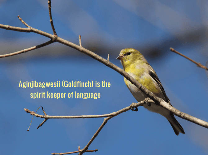 Aginjibagwesii, the goldfinch, spirit keeper of language